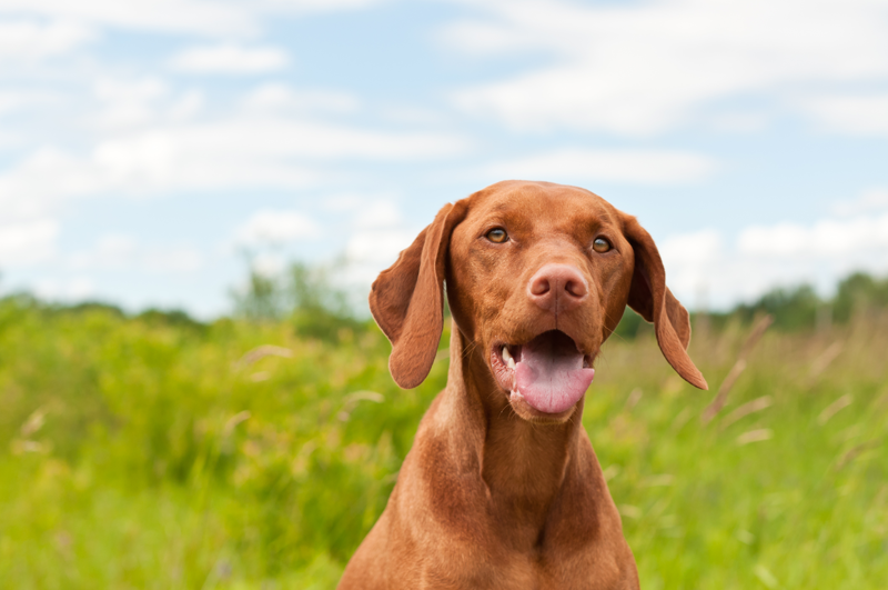 Brown dog outside