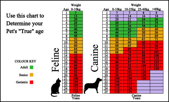 Preddy Creek Animal Clinic - Surveillance Screening