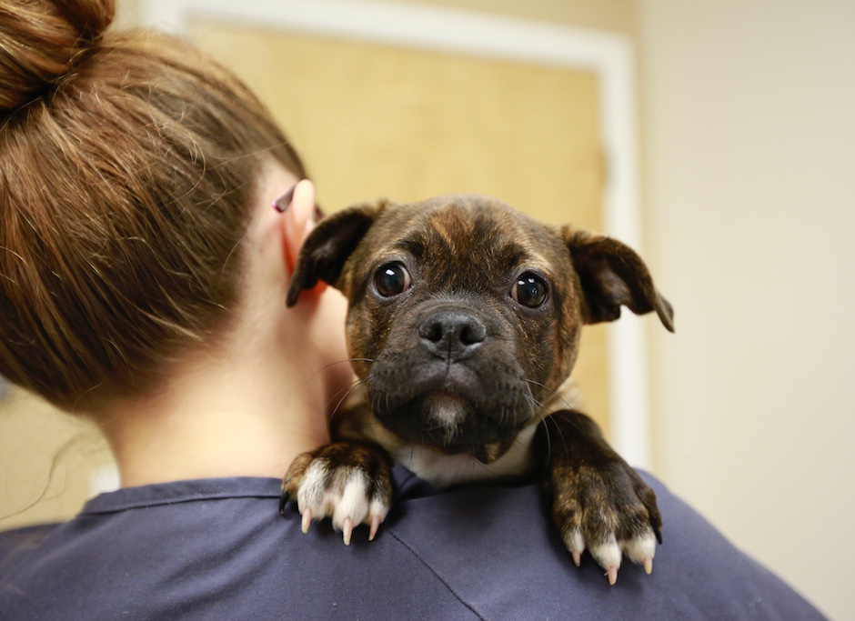 Preddy Creek Animal Clinic in Barboursville, VA - Welcome to our site!